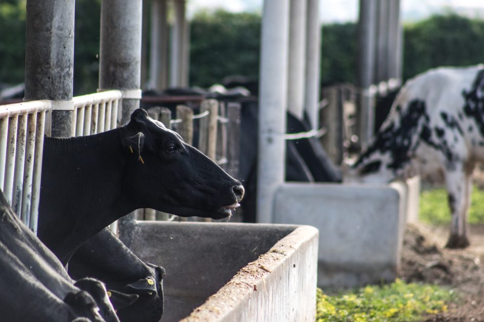 Foto: Lucas Braga/UFMG